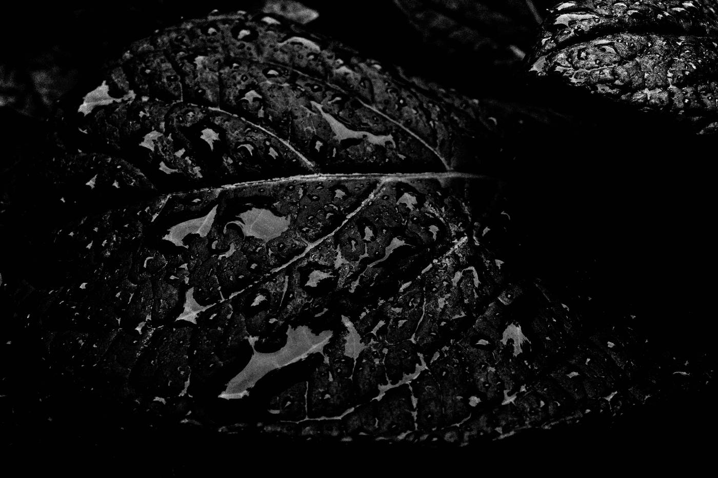 Frame 025
