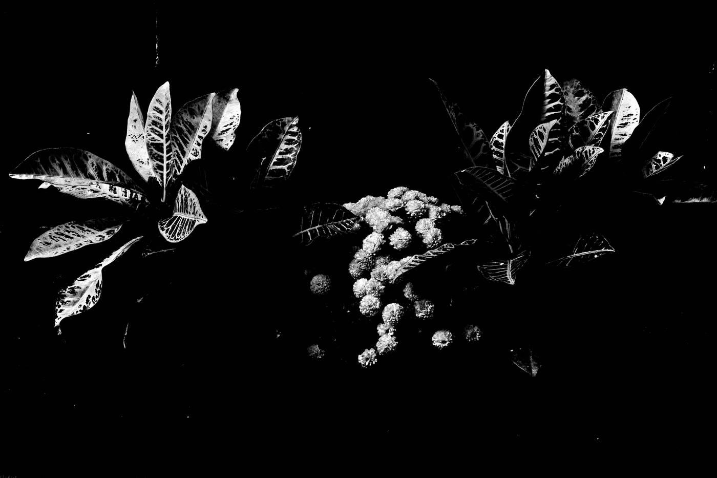 Frame 035