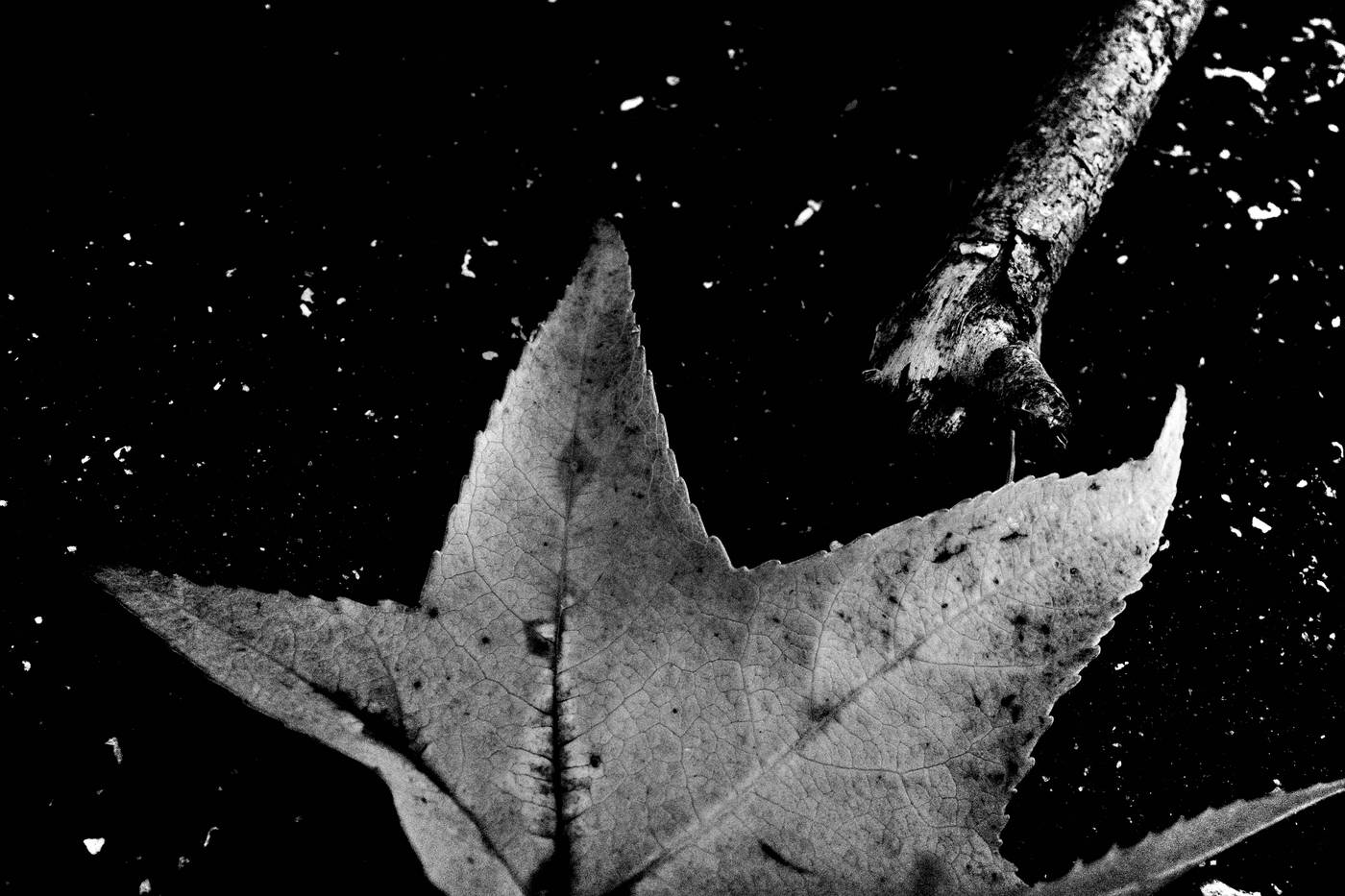 Frame 018