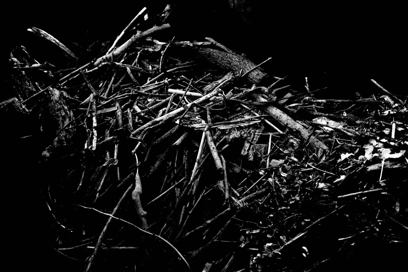 Frame 010