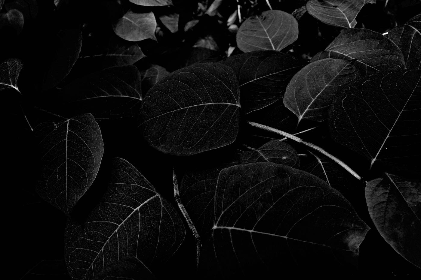 Frame 006