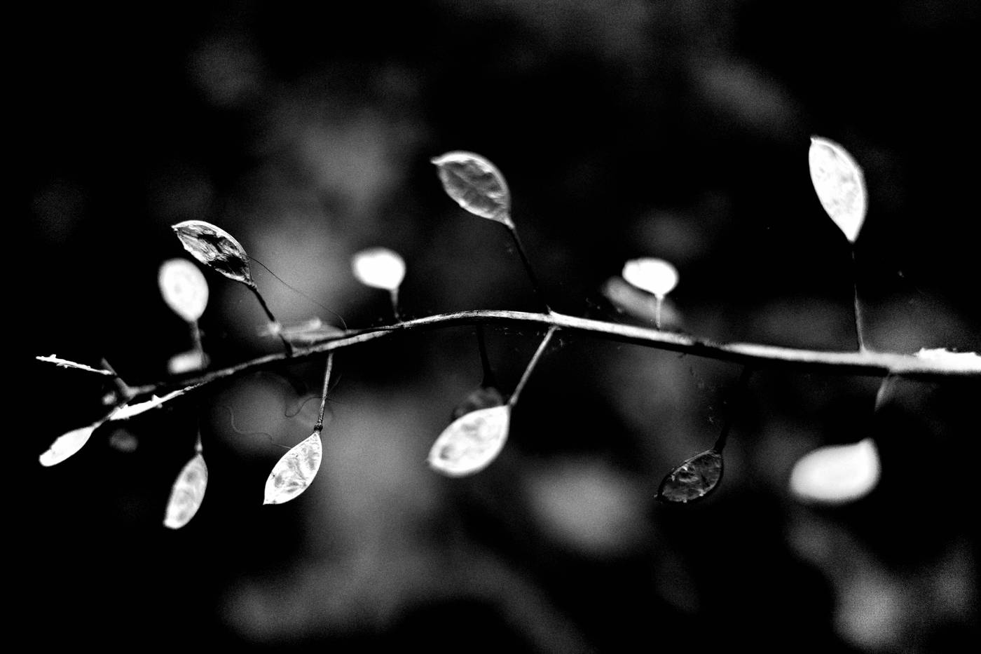 Frame 004