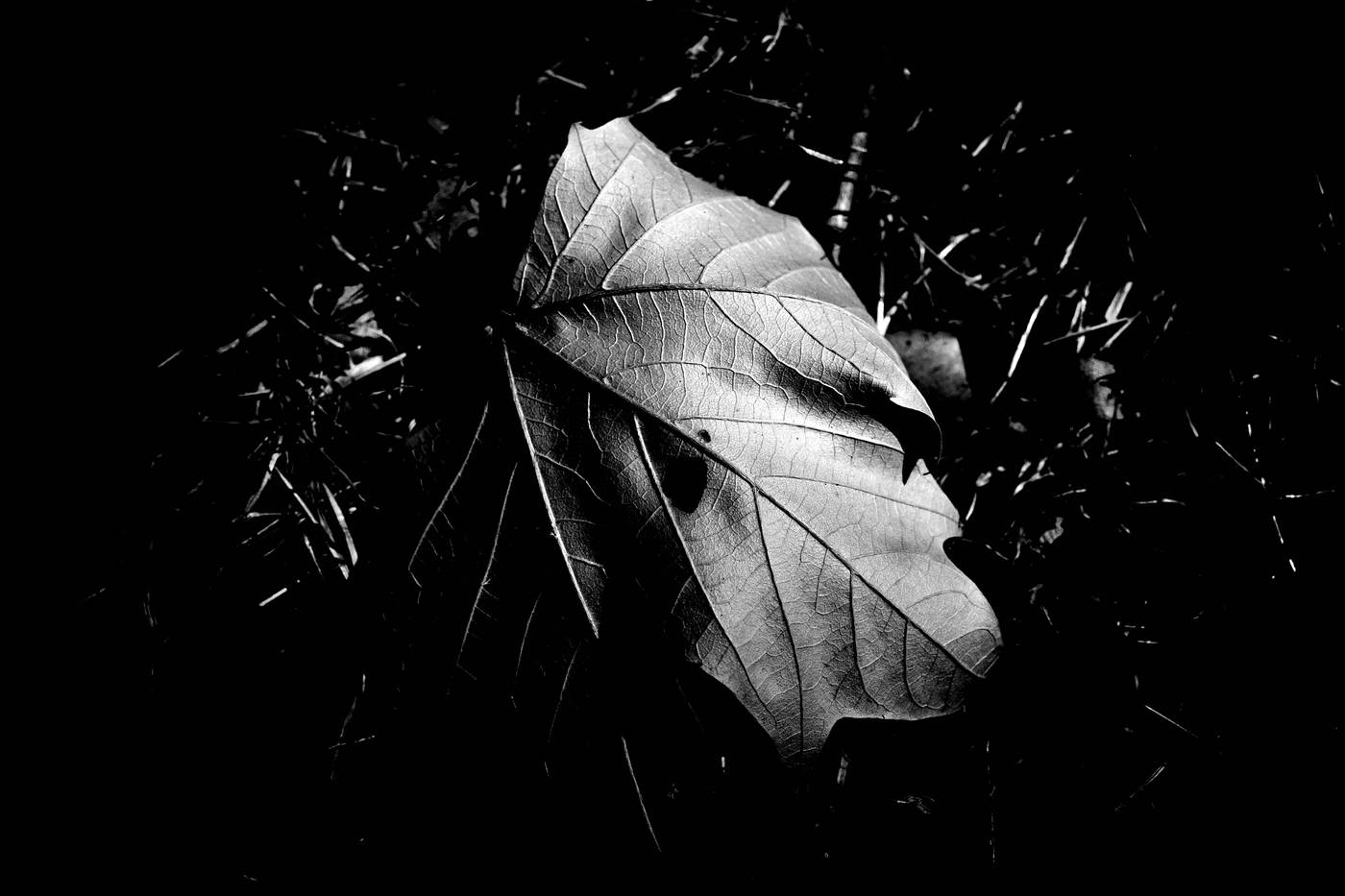 Frame 048