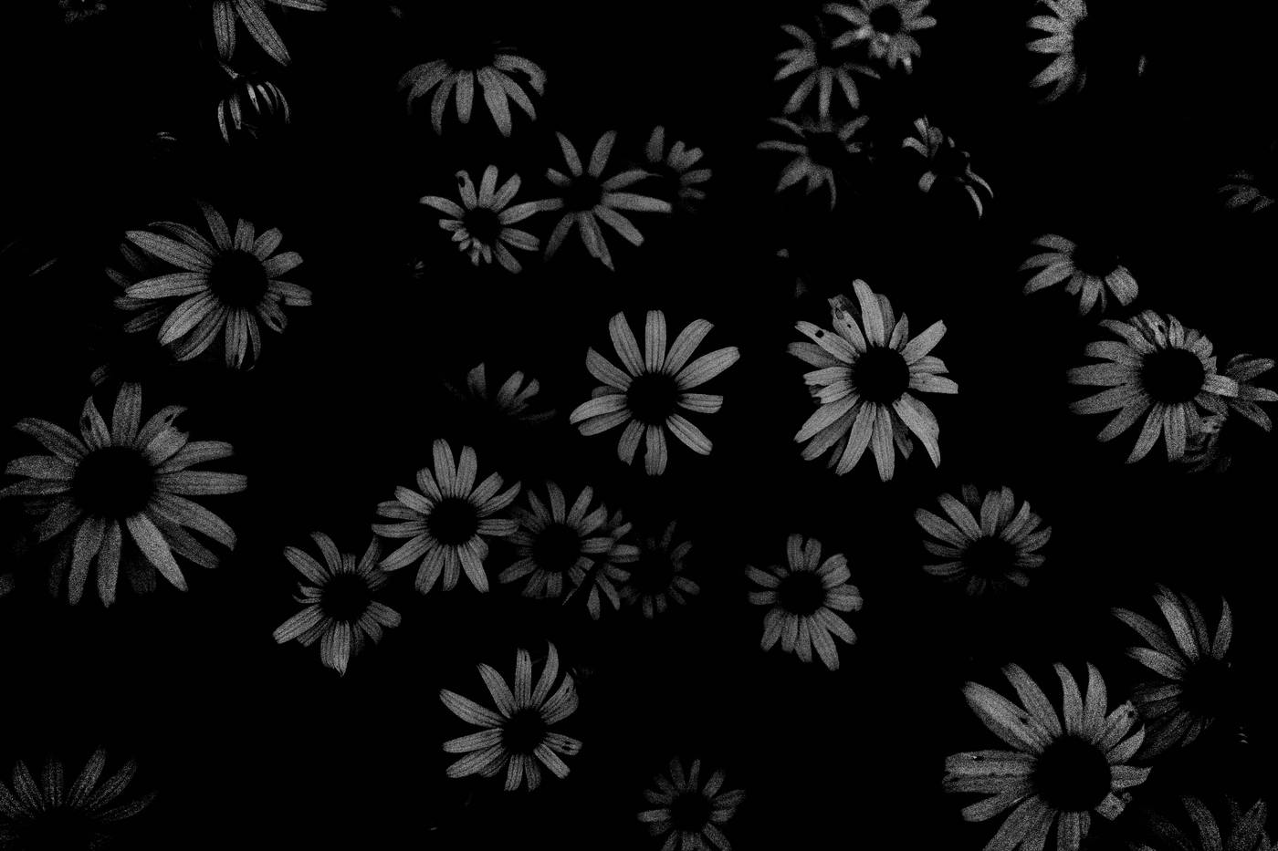 Frame 005