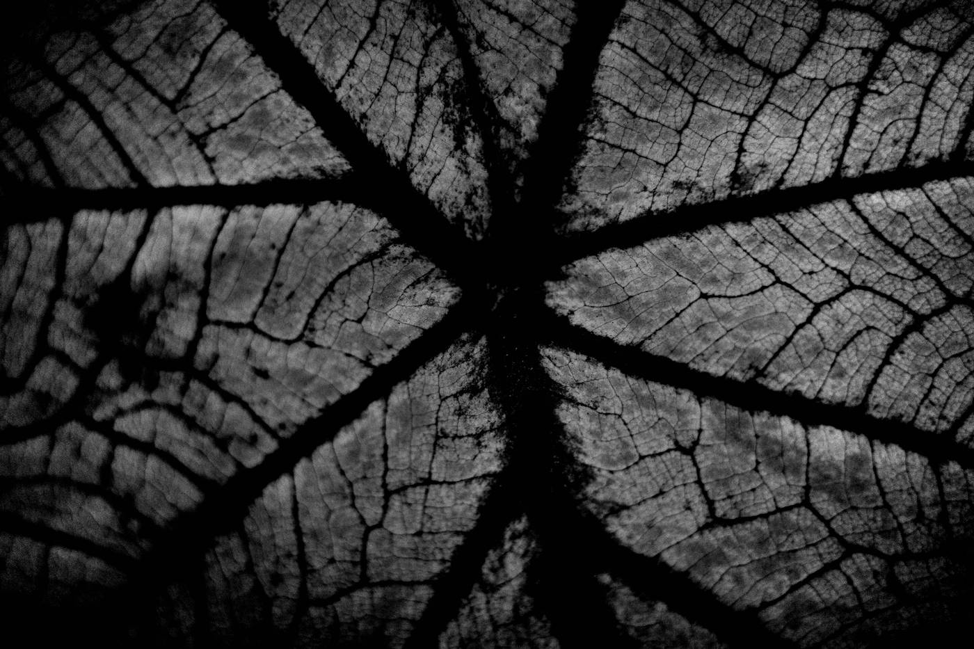 Frame 030