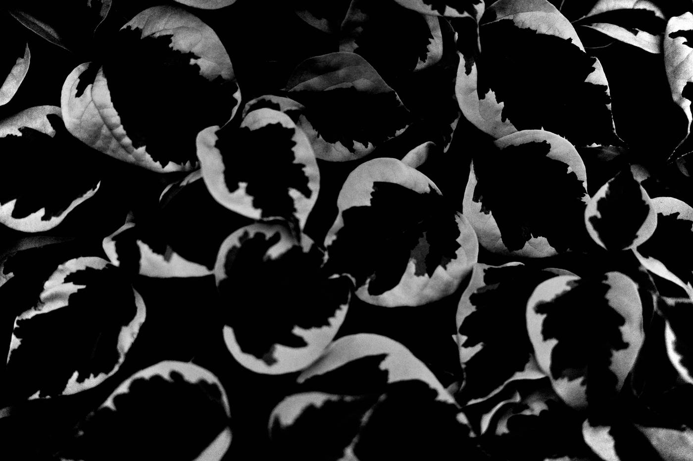Frame 040