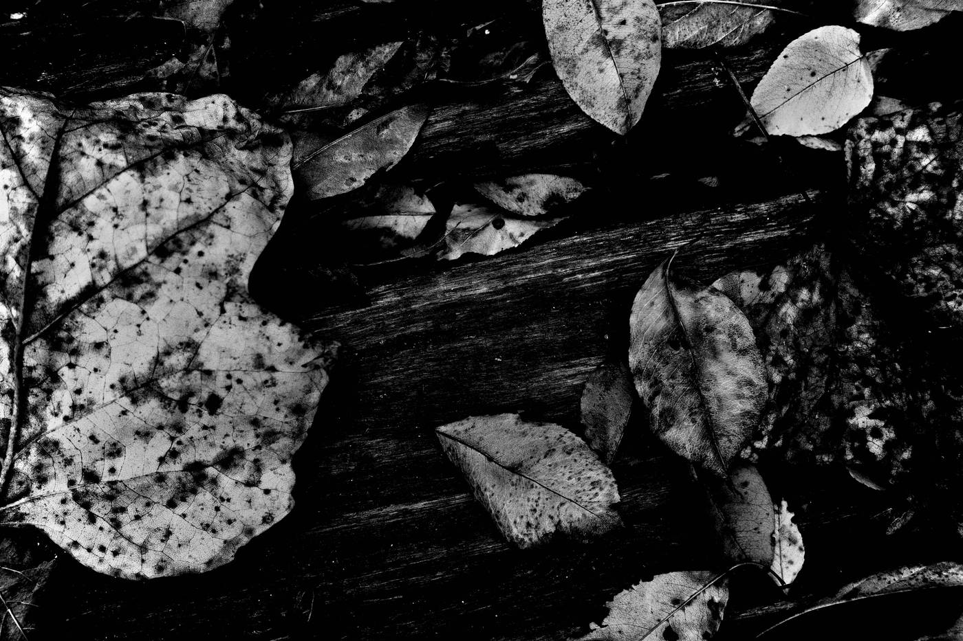 Frame 002
