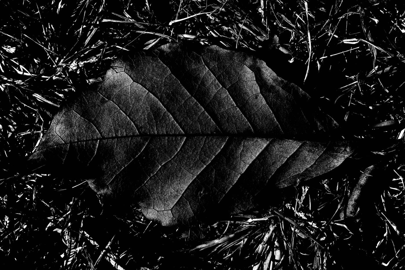 Frame 006
