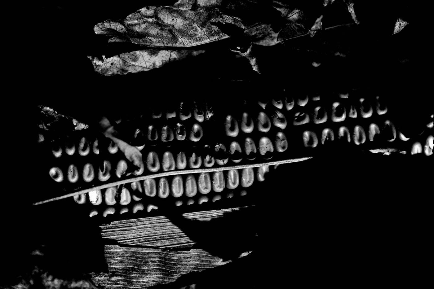 Frame 010