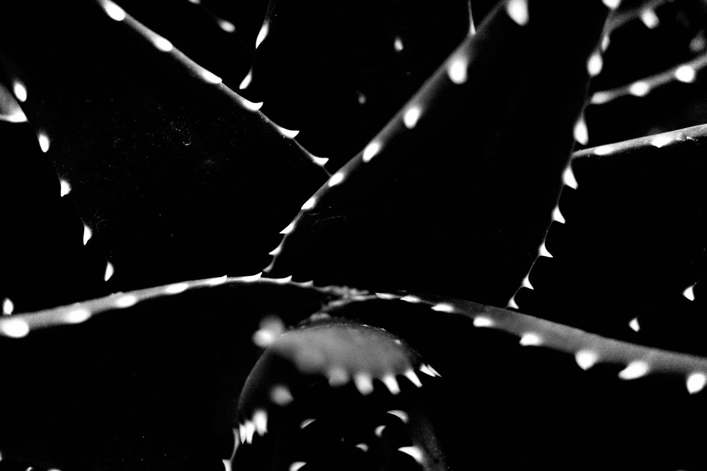 Frame 017