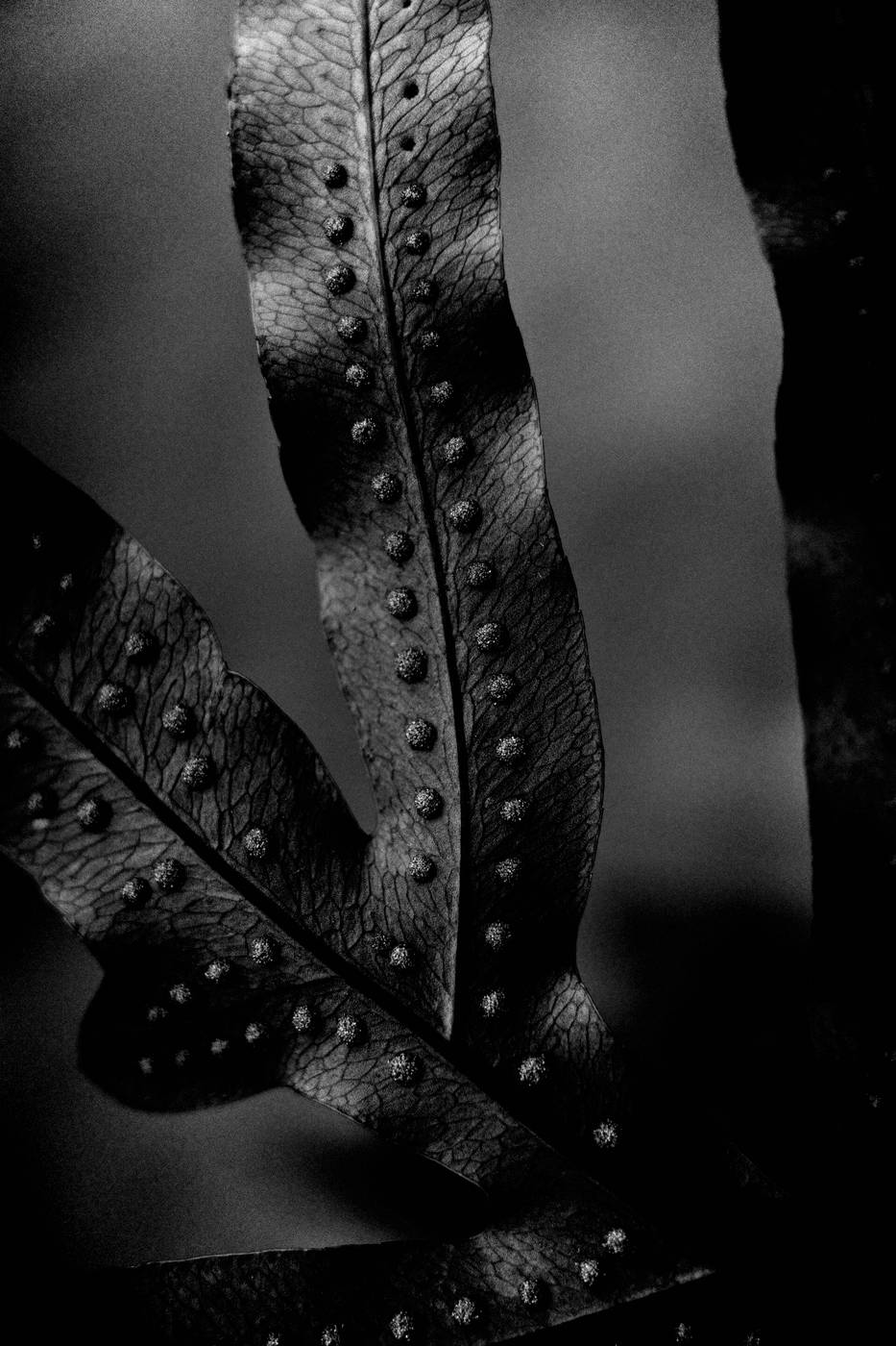 Frame 006