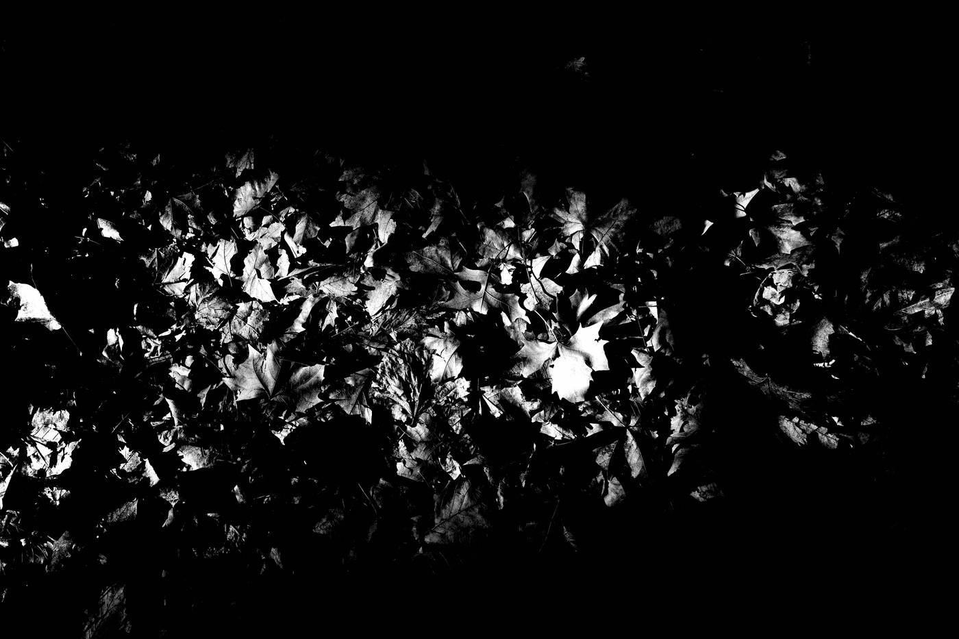 Frame 008