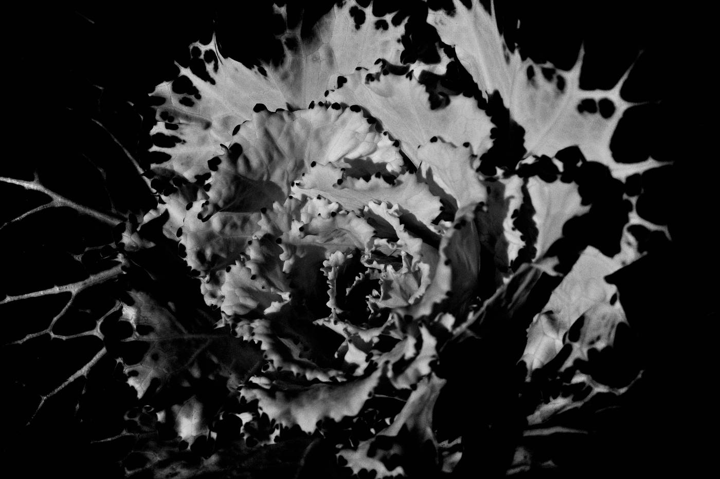Frame 019