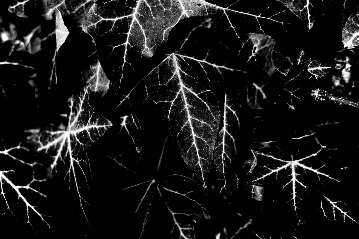 Frame 006