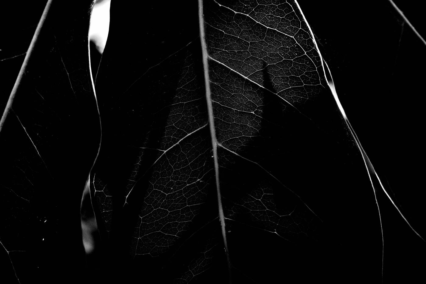 Frame 013