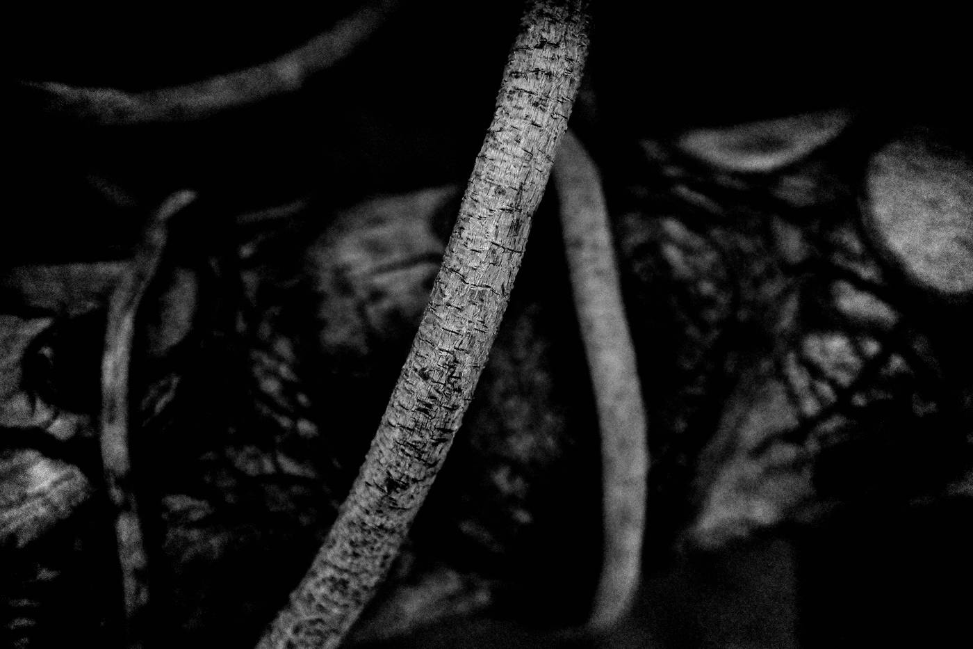 Frame 005