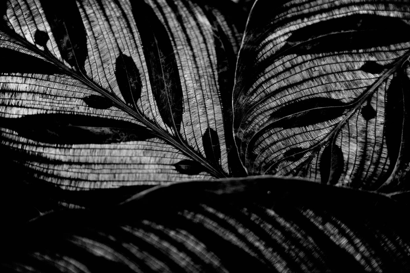 Frame 001