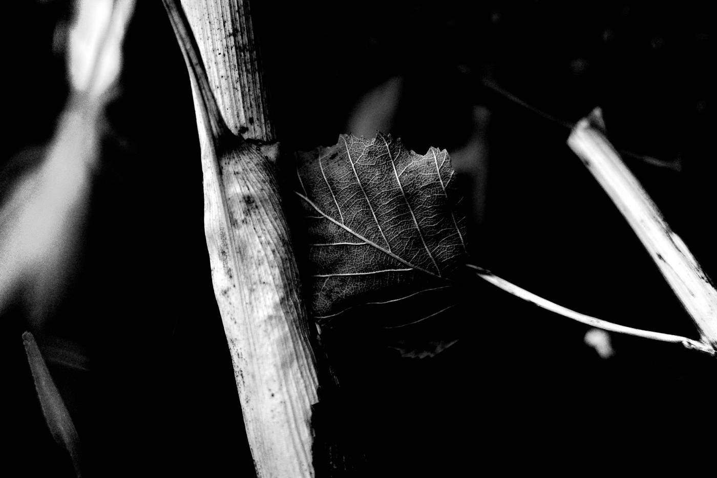 Frame 003