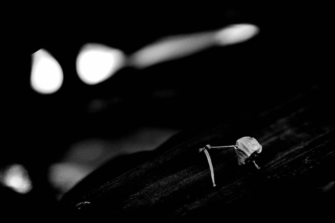 Frame 007