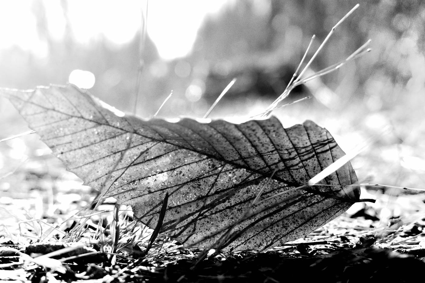 Frame 011