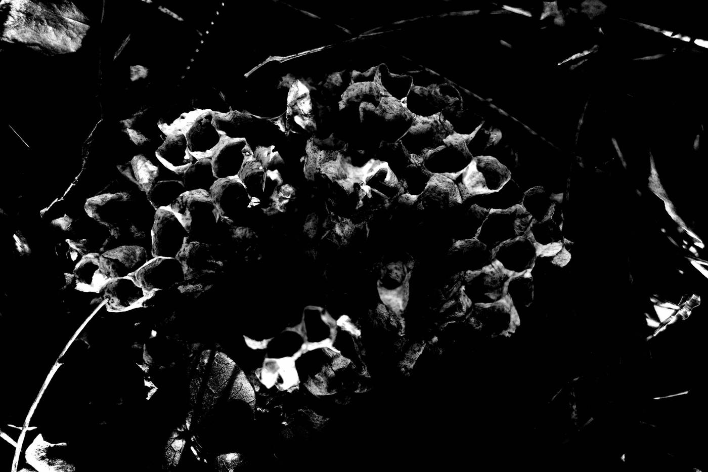 Frame 015