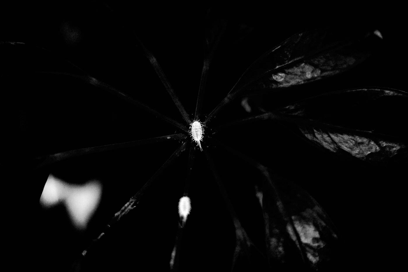 Frame 050