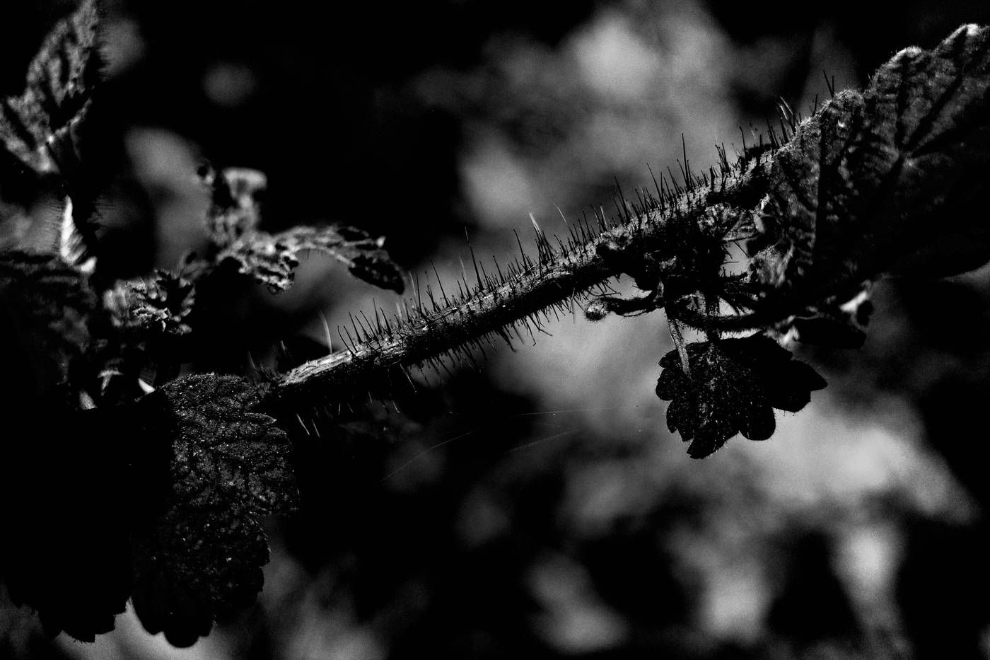 Frame 024