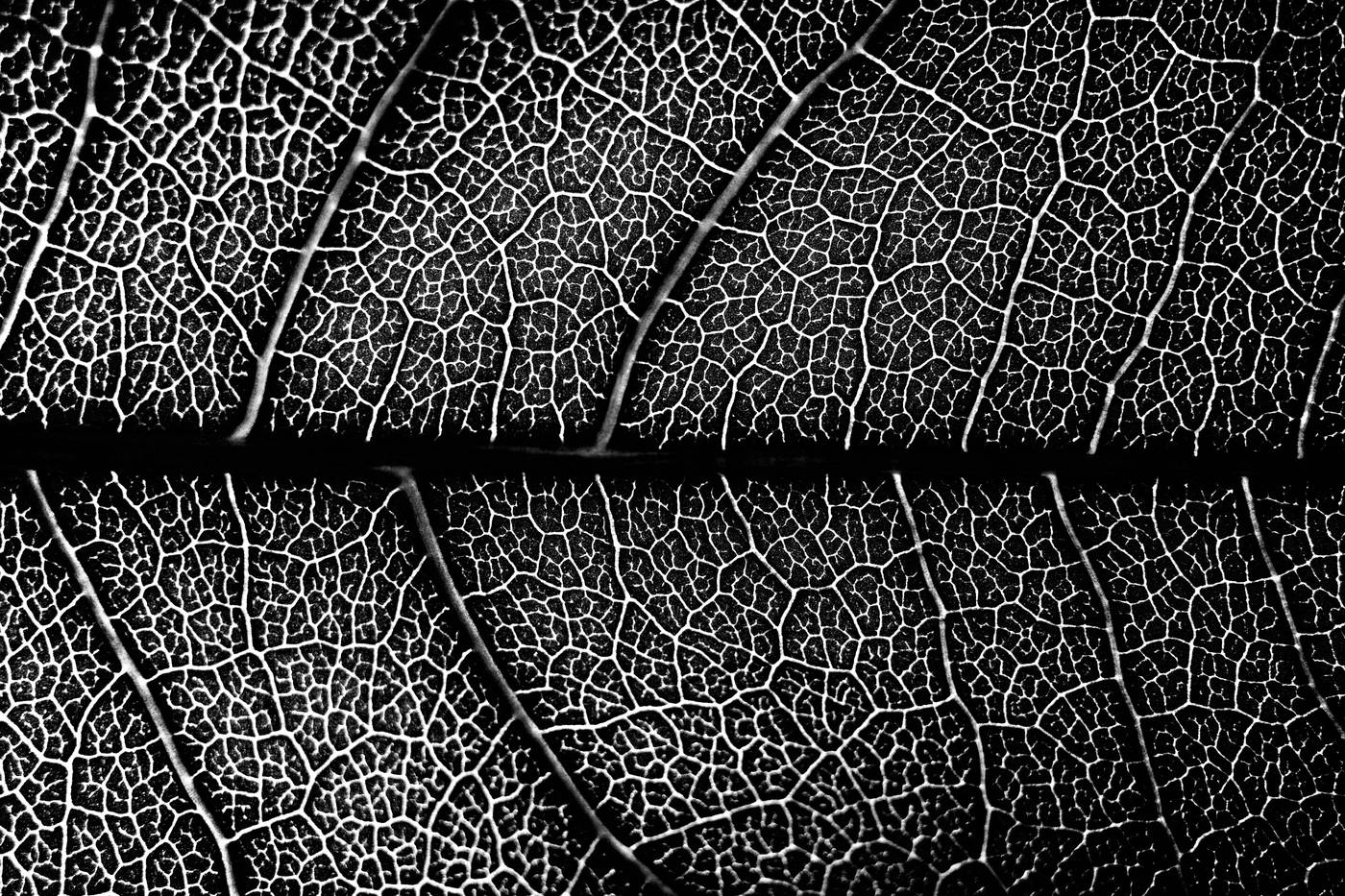 Frame 001
