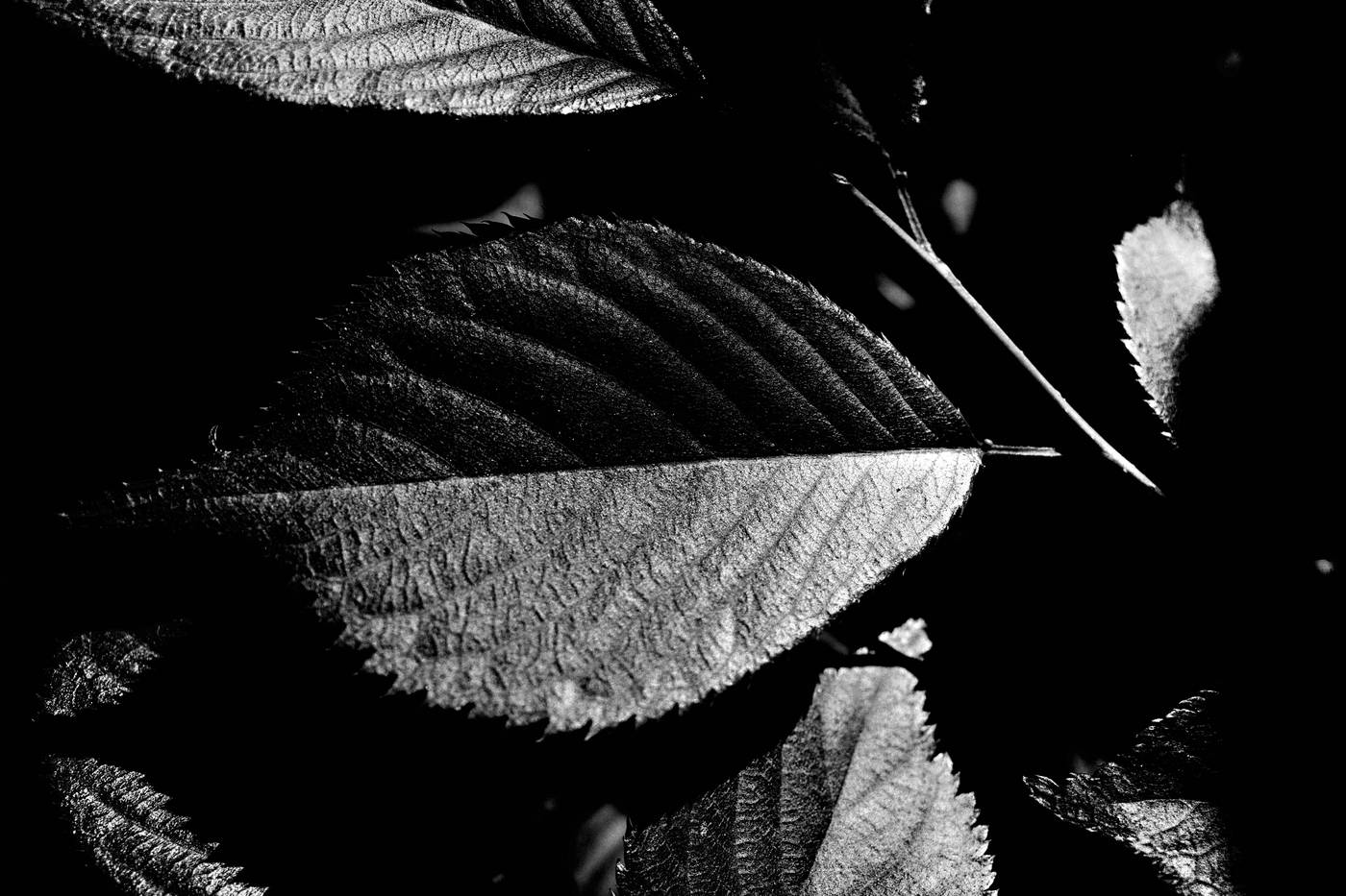 Frame 018