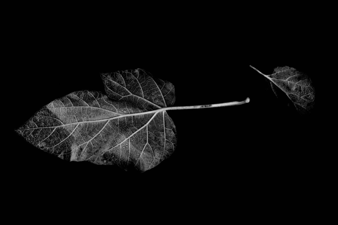 Frame 014
