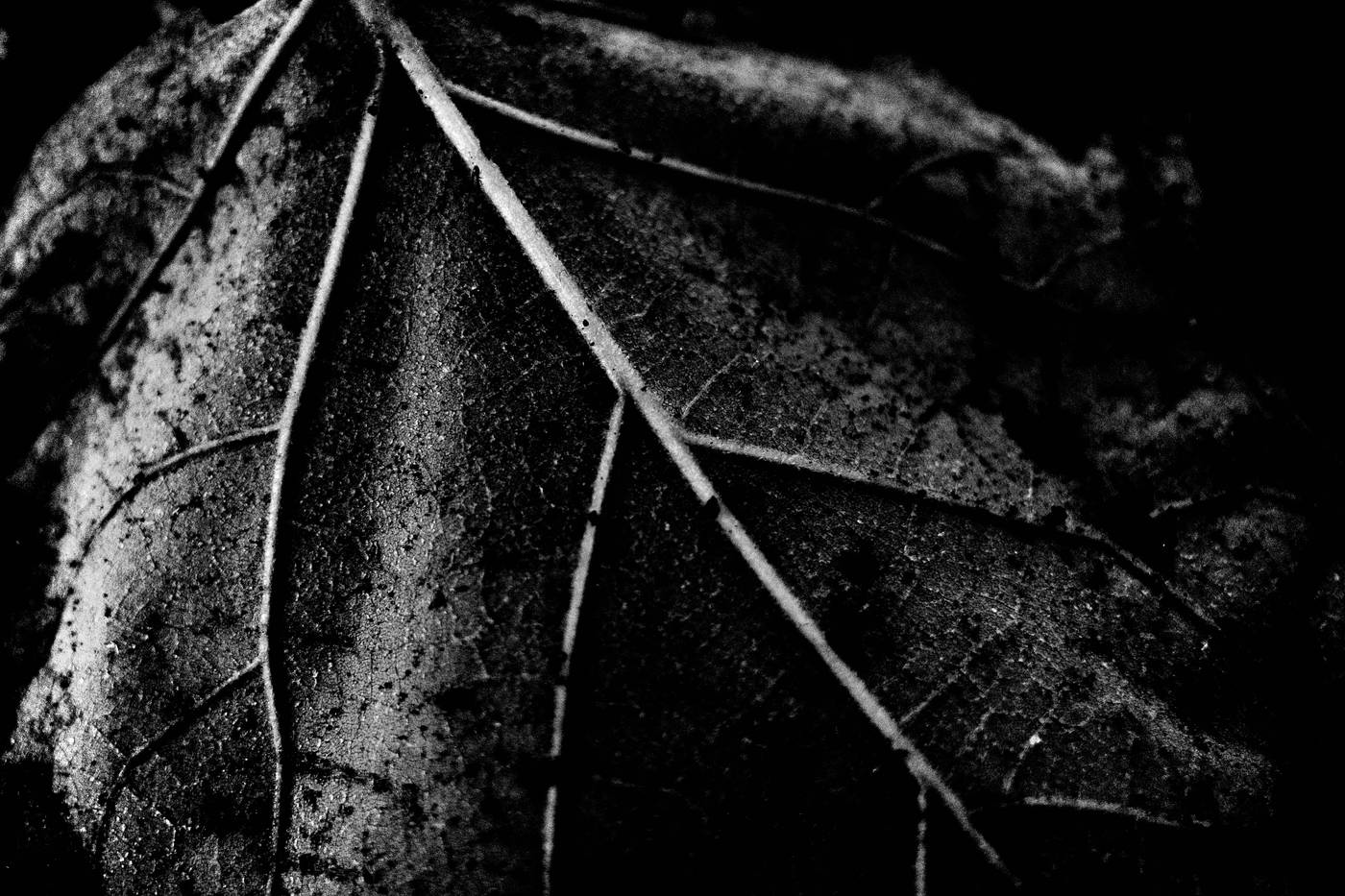 Frame 018