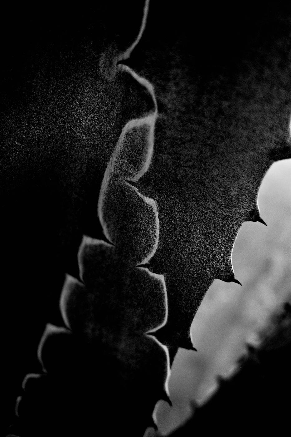 Frame 007