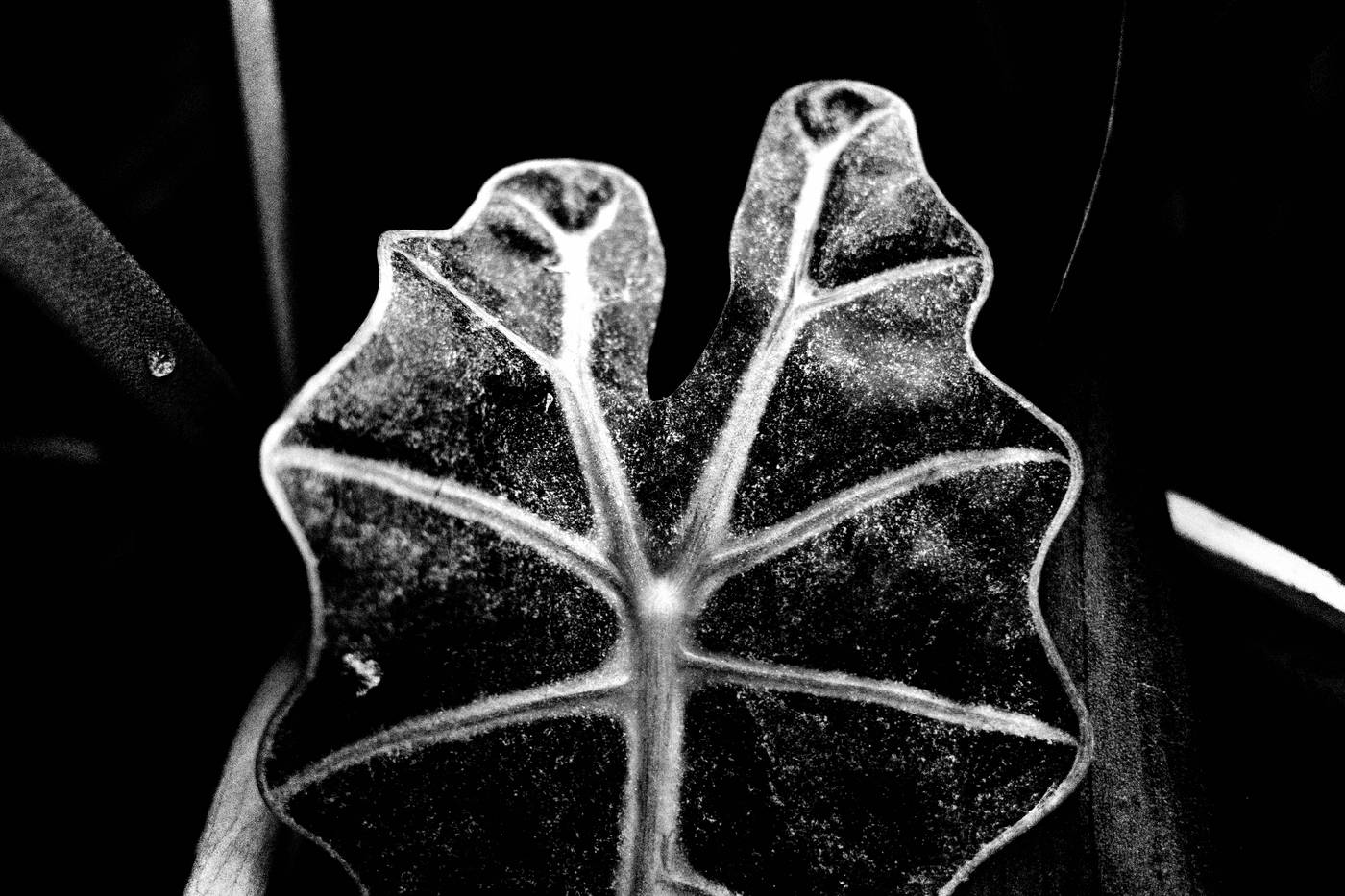 Frame 011