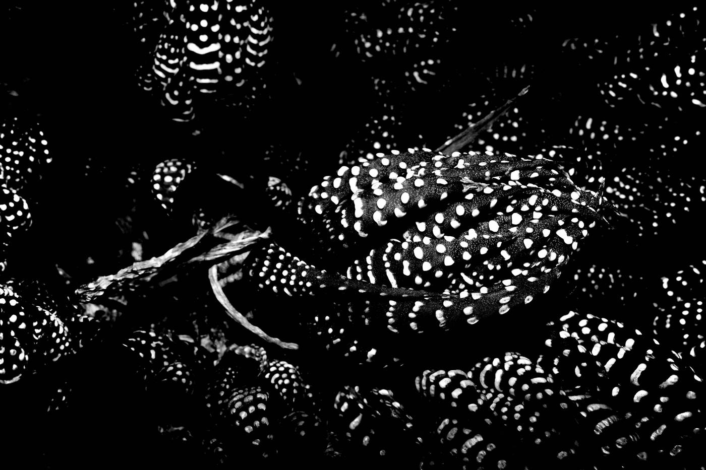Frame 002