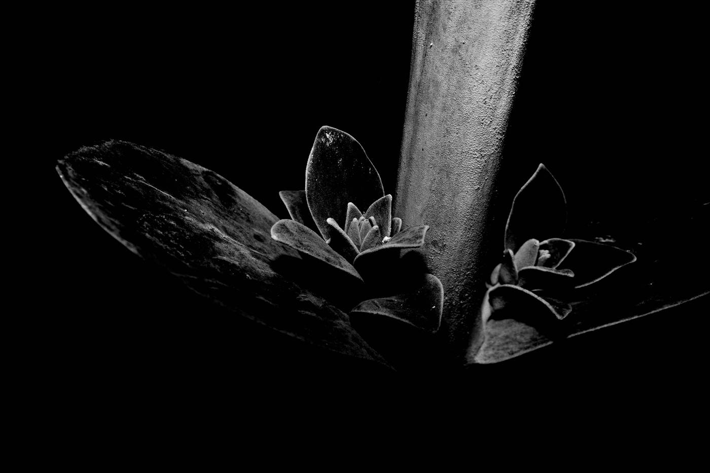 Frame 036