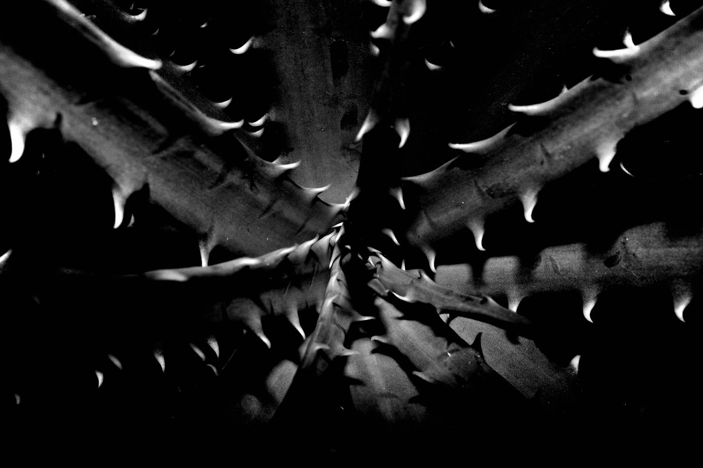 Frame 007