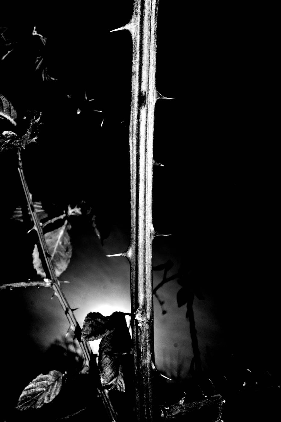 Frame 028