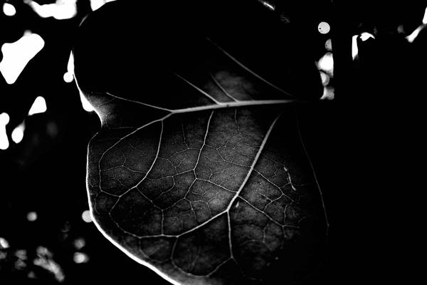 Frame 012