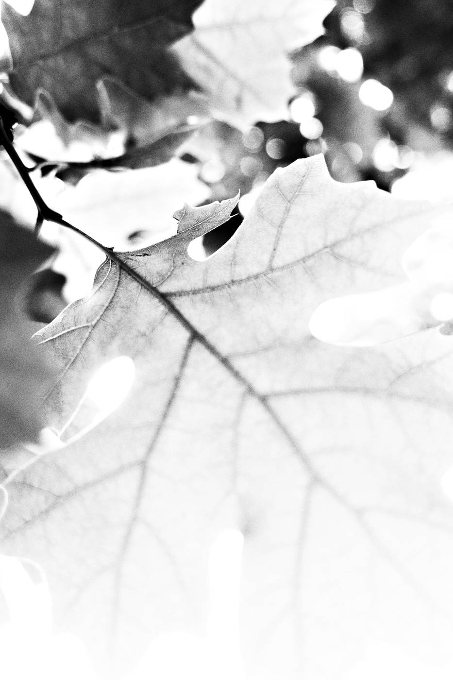 Frame 001
