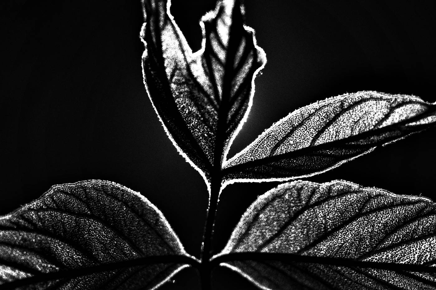 Frame 001