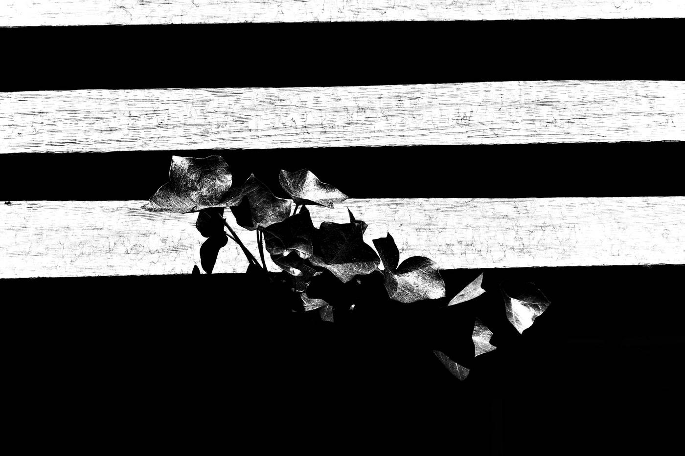 Frame 020